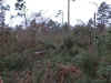 foret9.jpg (70877 bytes)